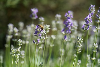 蜜蜂在薰衣草花

